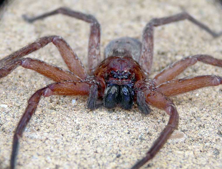 Heteropoda cervina