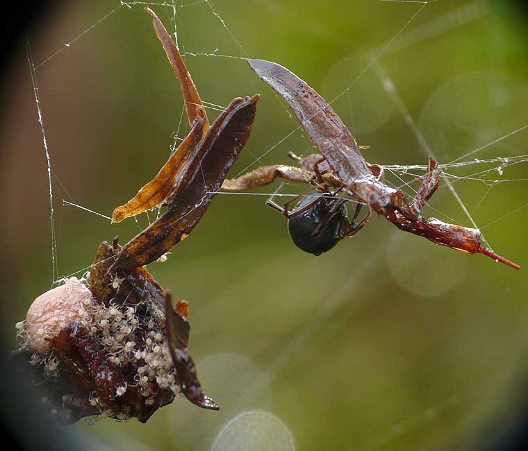 Achaearanea mundula