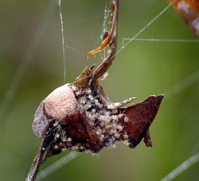 Achaearanea mundula