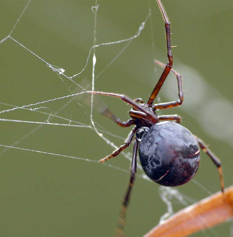 Achaearanea mundula