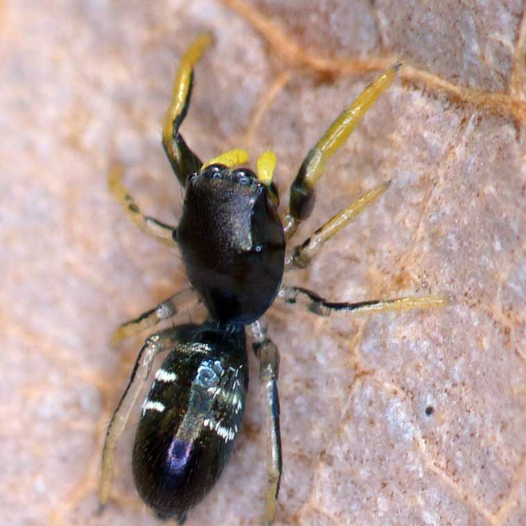 Damoetus nitidus