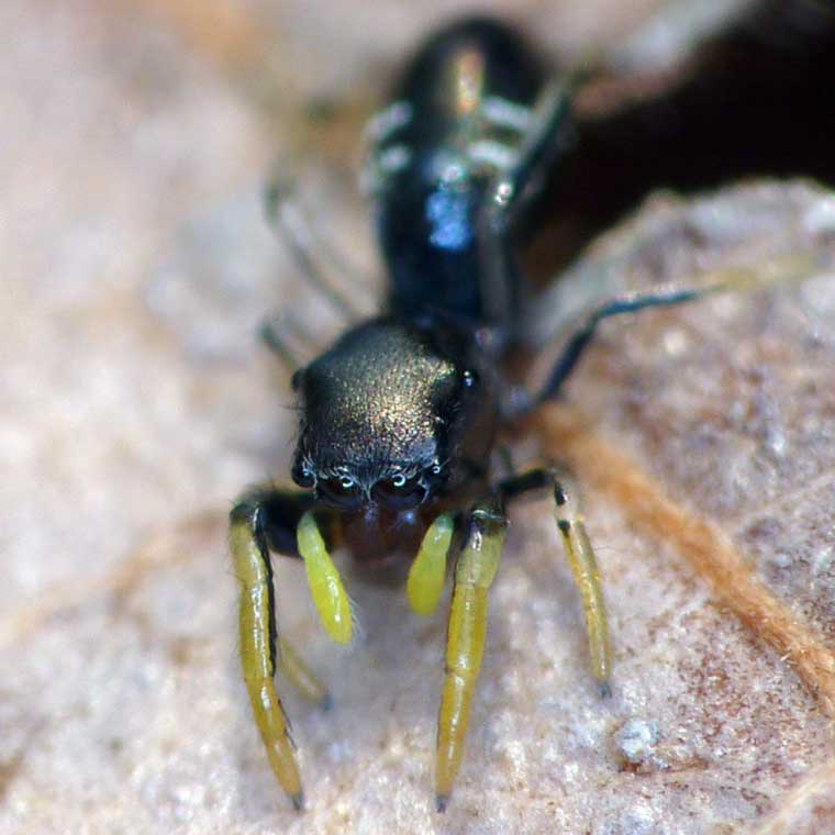 Damoetus nitidus