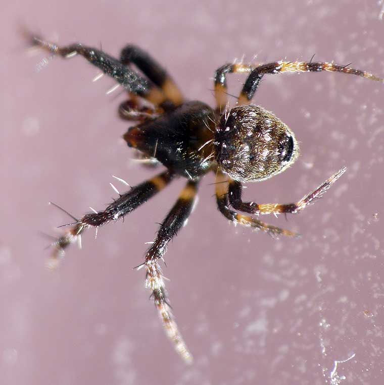 Araneus rotundulus