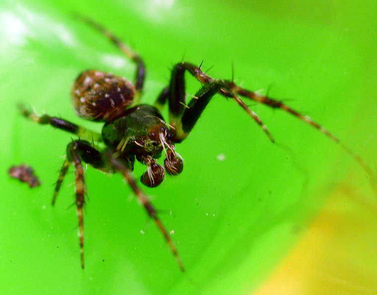 Araneus rotundulus