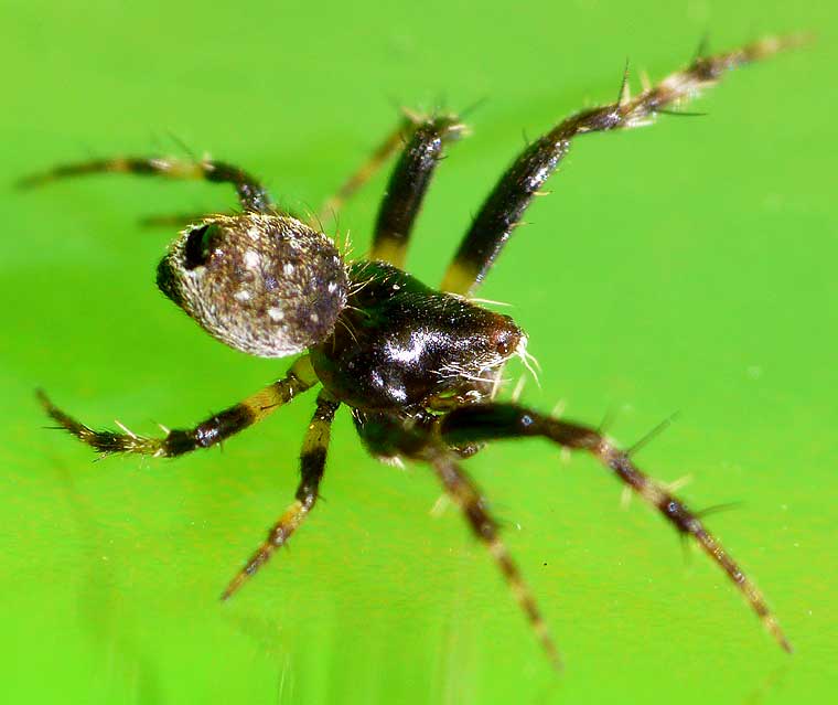 Araneus rotundulus