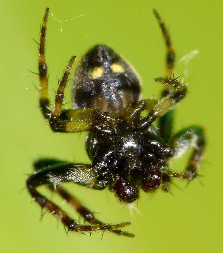 Araneus rotundulus