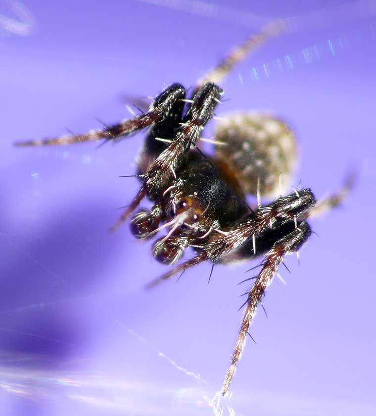 Araneus rotundulus