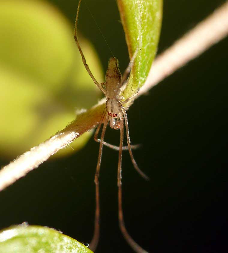 Moneta australis