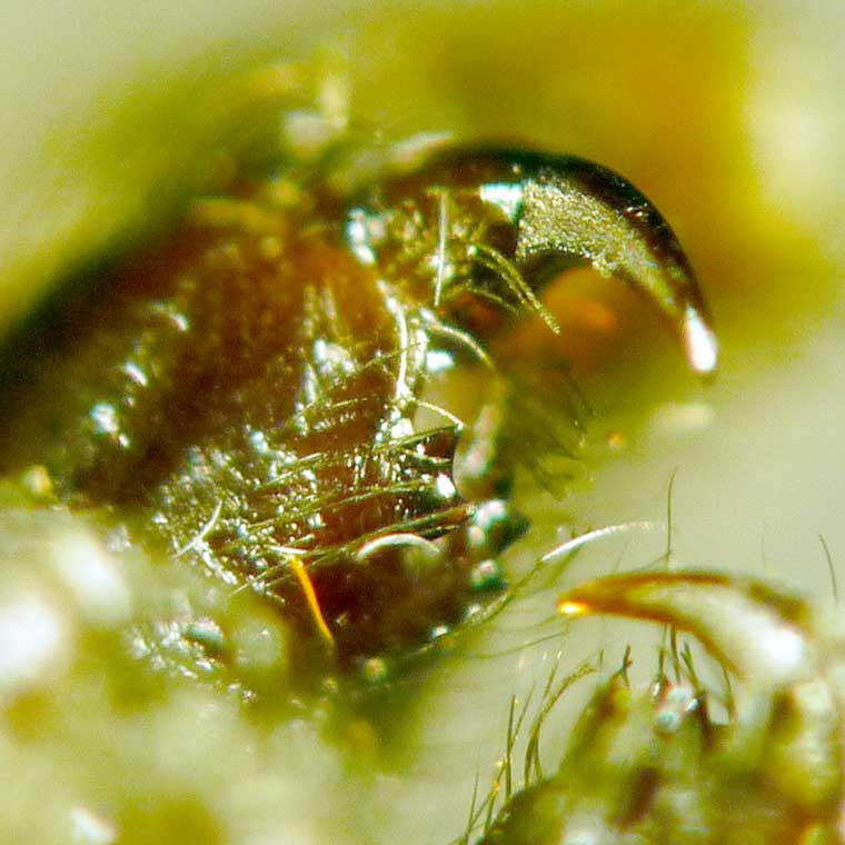 Euryattus bleekeri chelicerae