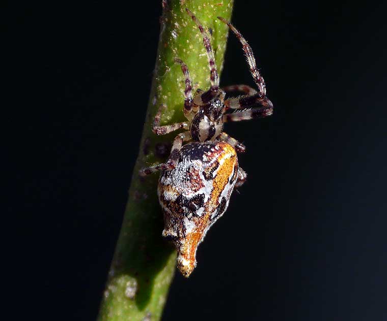 Cyclosa sp