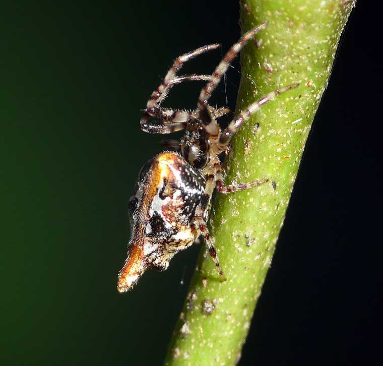 Cyclosa sp