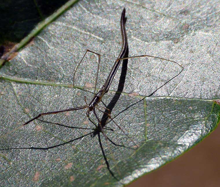 Argyrodes colubrinus