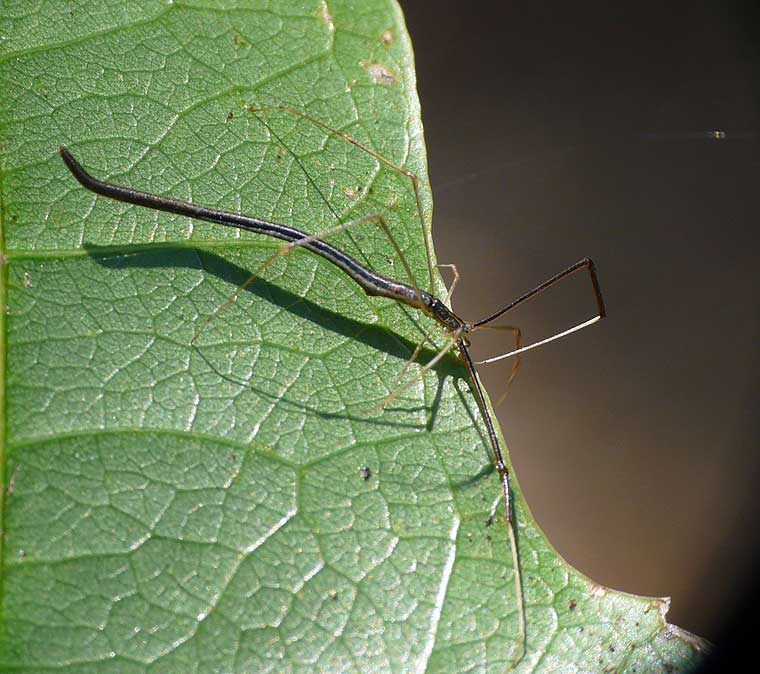 Argyrodes colubrinus