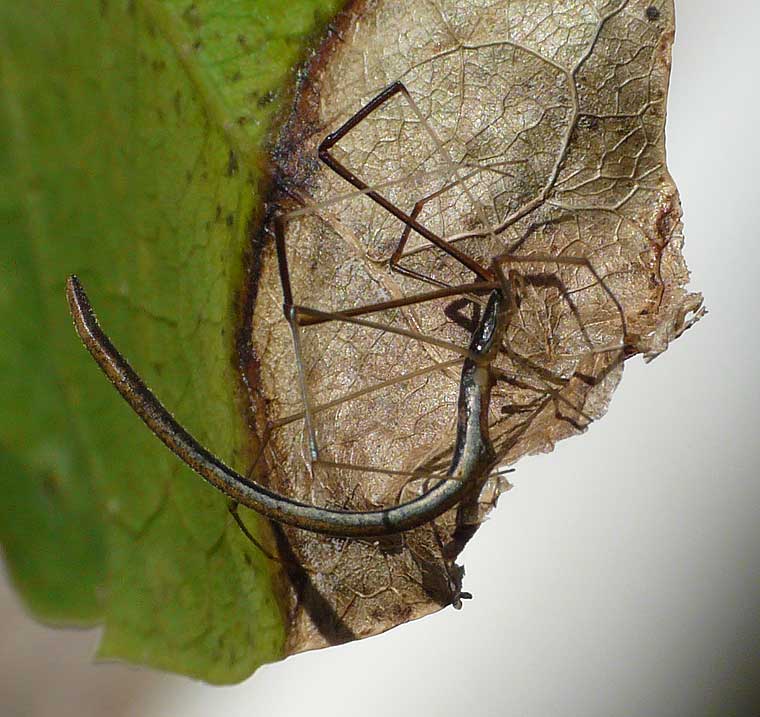 Argyrodes colubrinus