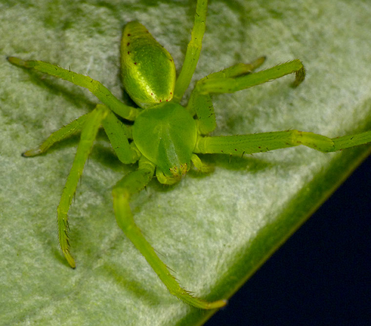 Sidymella sp