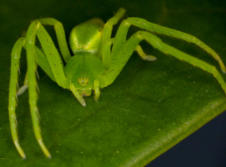 Sidymella sp