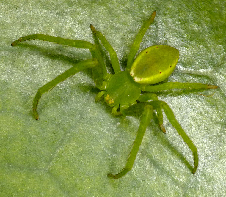 Sidymella sp