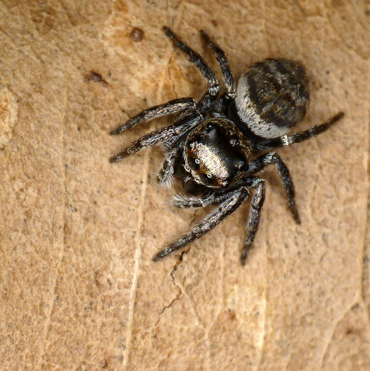 Euryattus bleekeri