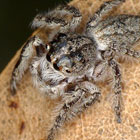 Opisthoncus Grey Striped Bark Jumper