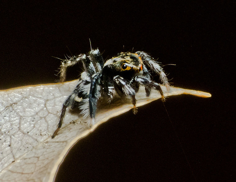 Saitis virgatus Otto & Hill, 2012 Striped Saitis