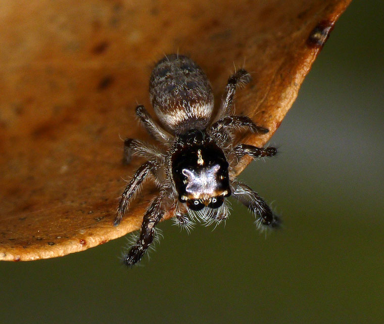 Sandalodes bipenicillatus