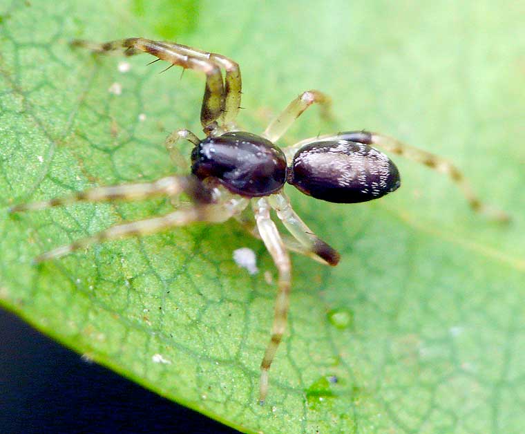 Corinnid juvenile possible Supunna sp