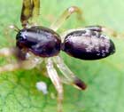 Corinnid juvenile possible Supunna sp