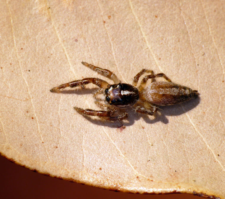 Sandalodes bipenicillatus