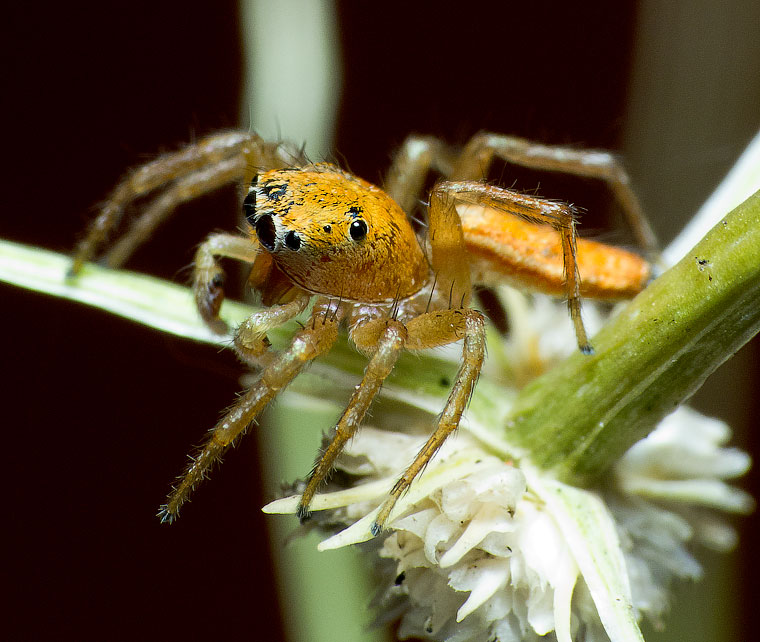 Cosmophasis lami Berry, Beatty & Prszyński, 1997 Lami Beach Cosmophasis