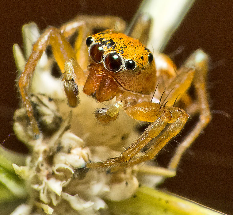 Cosmophasis lami Berry, Beatty & Prszyński, 1997 Lami Beach Cosmophasis