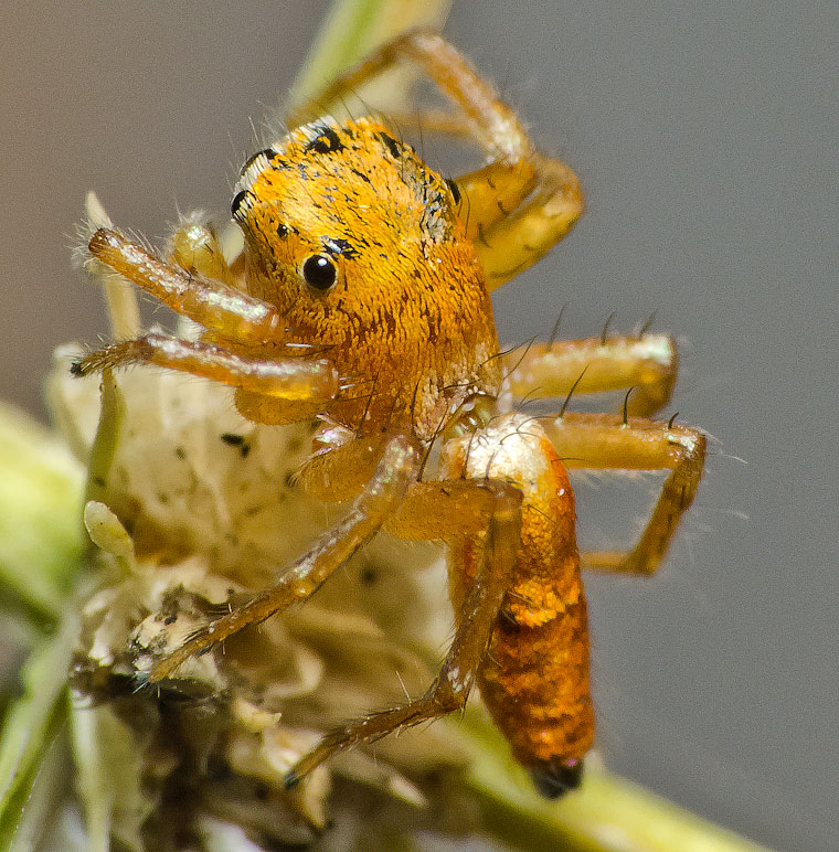 Cosmophasis lami Berry, Beatty & Prszyński, 1997 Lami Beach Cosmophasis