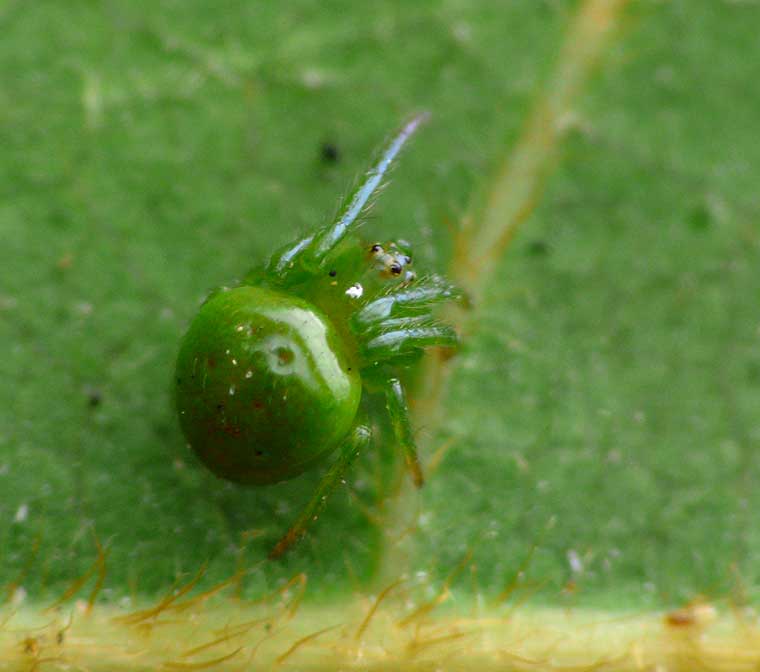 Araneus psittacinus