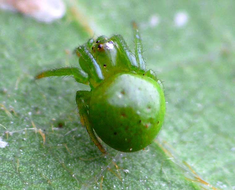 Araneus psittacinus