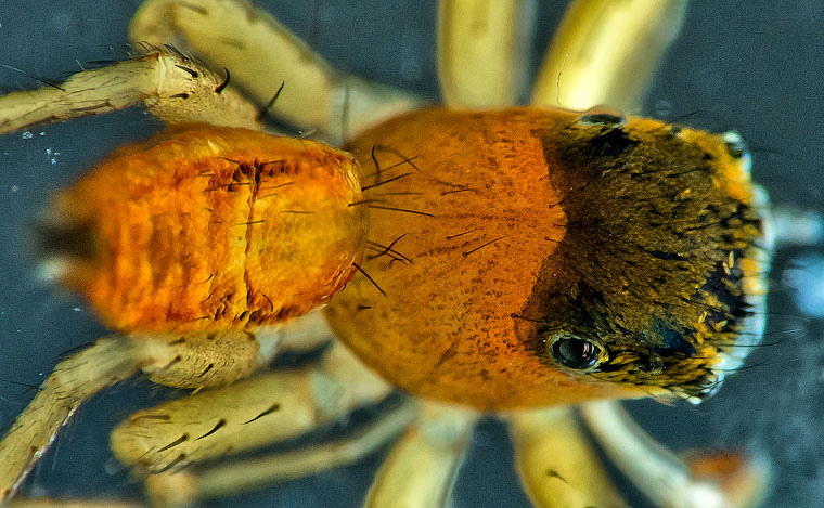 Cosmophasis lami Berry, Beatty & Prszyński, 1997 Lami Beach Cosmophasis