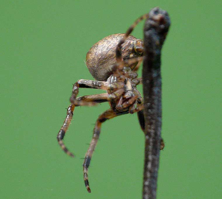 Araneus collinus