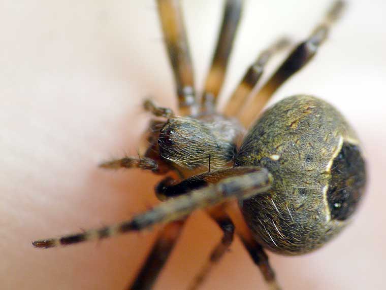 Araneus collinus