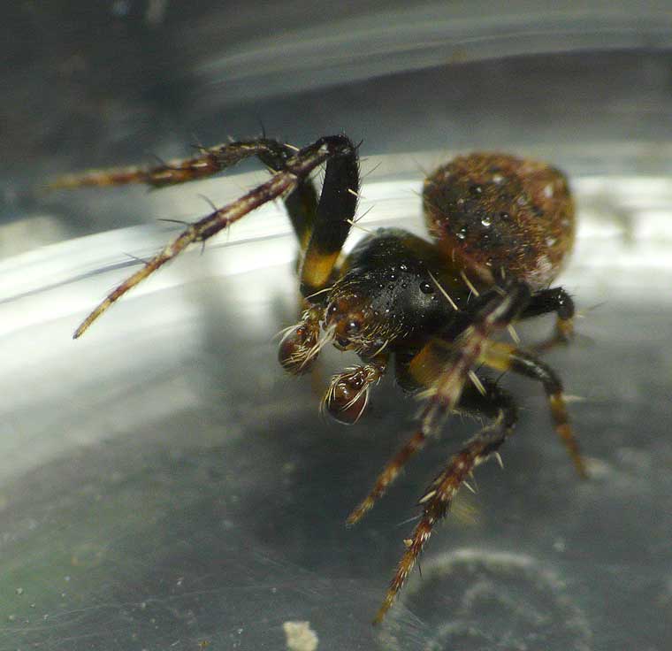 Araneus rotundulus male