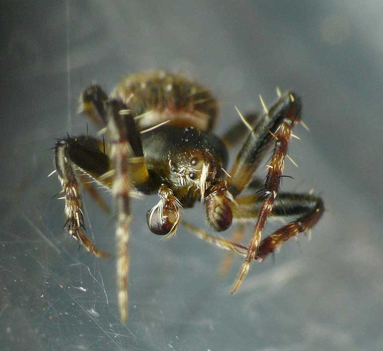 Araneus rotundulus male