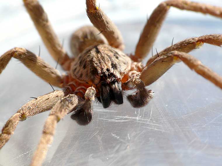 Heteropoda cervina Male