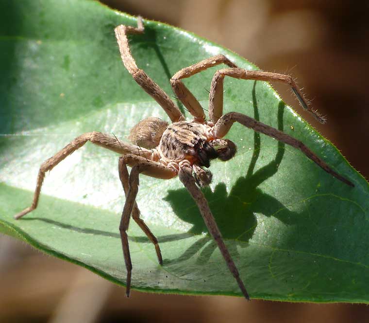 Heteropoda cervina Male