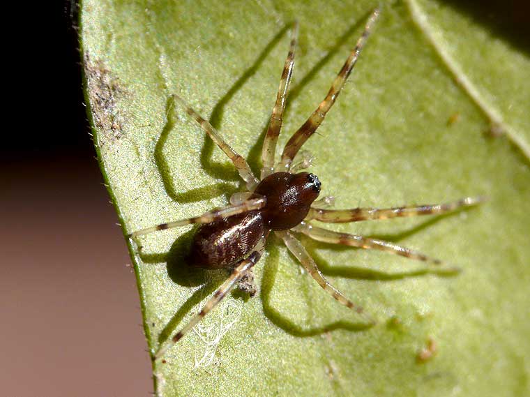 Corinnid juvenile possible Supunna sp