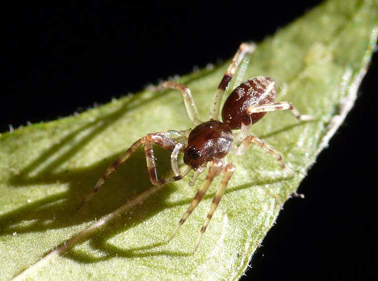 Corinnid juvenile possible Supunna sp