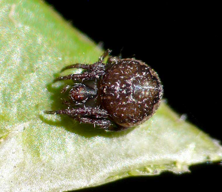 Araneus rotundulus