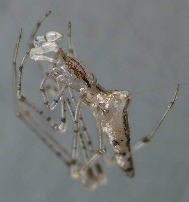 Theridiidae > Argyrodes ex Conopistha