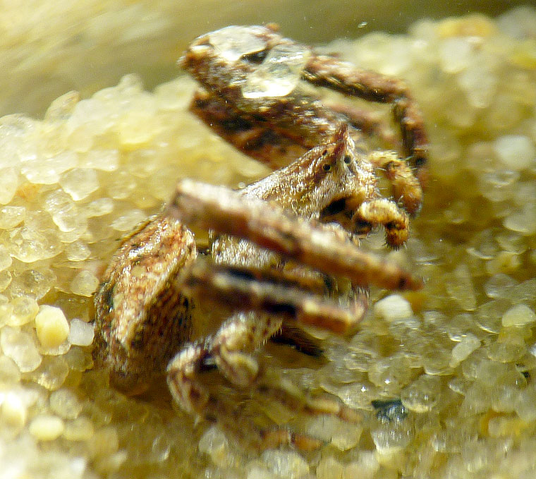 Borborpactus or Stephanopis