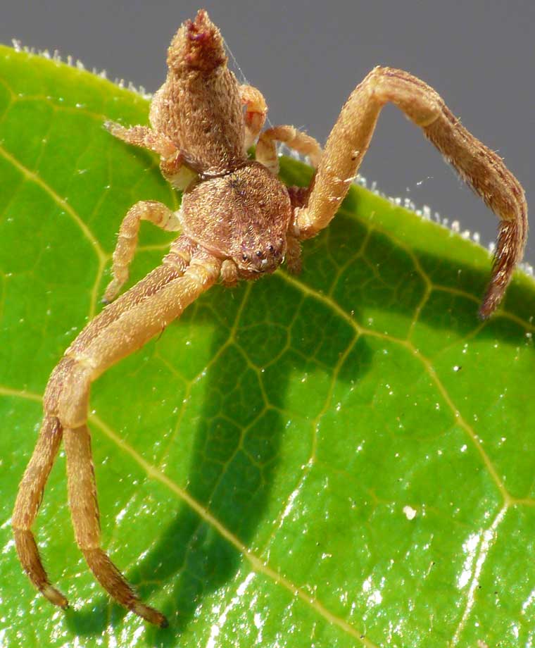 Sidymella sp