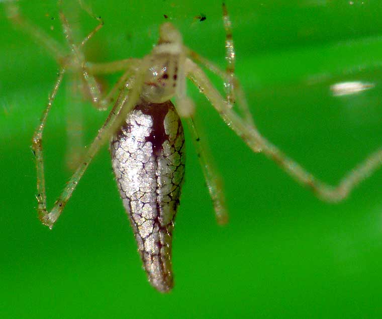 Argyrodes sp