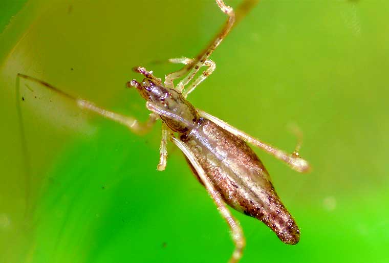 Argyrodes sp