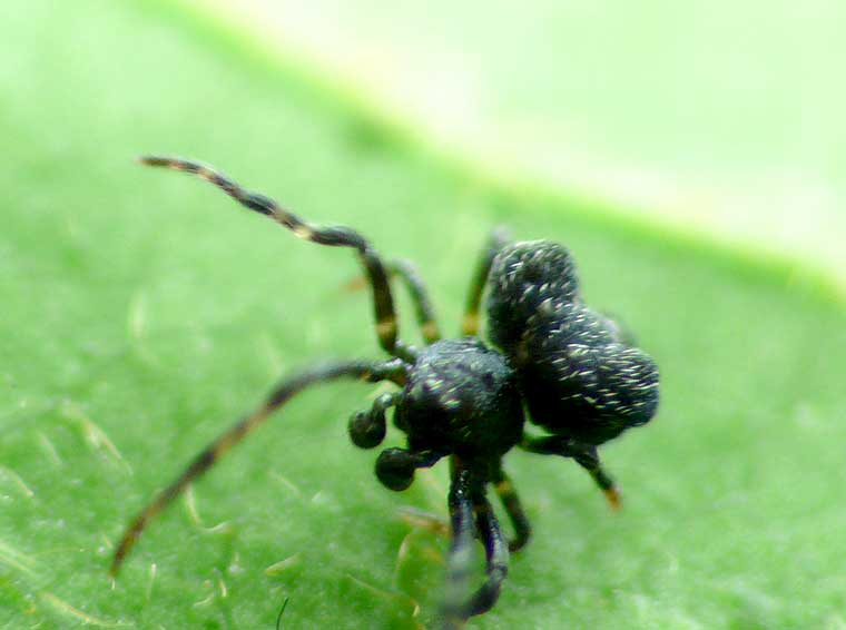 Paraplectanoides crassipes