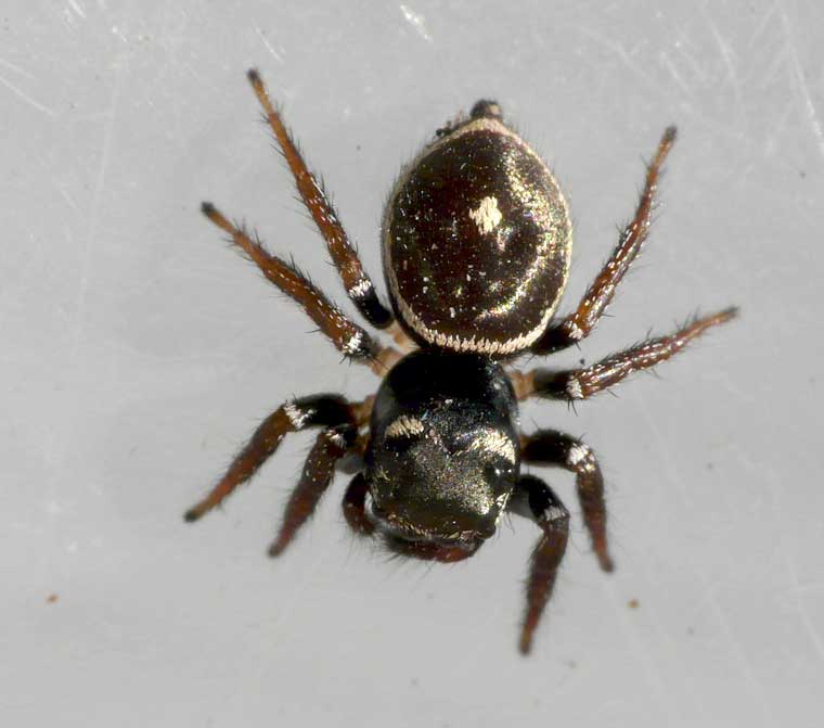 Zenodorus orbiculatus